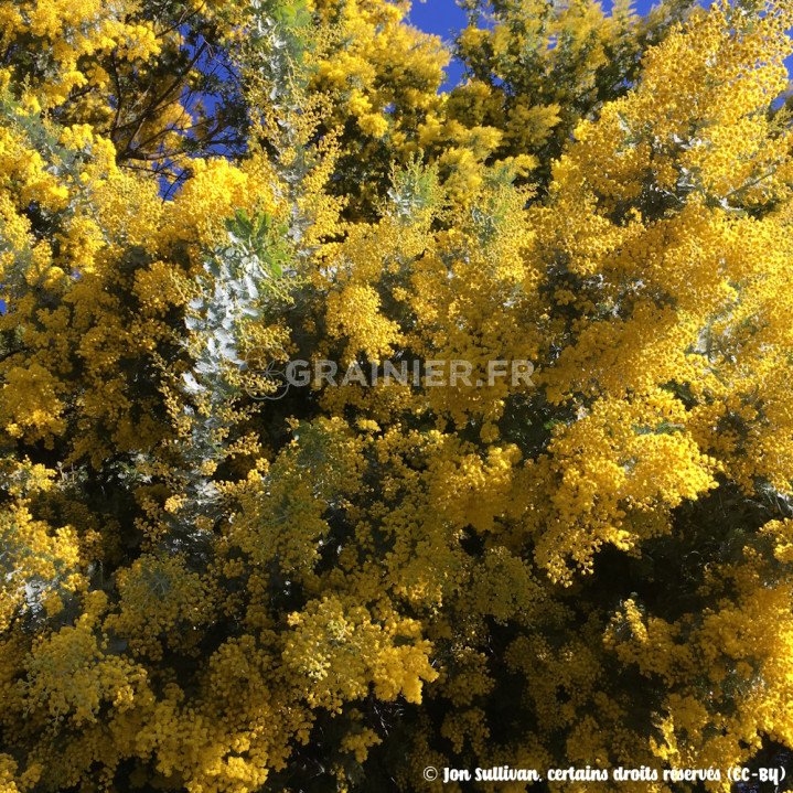 Acacia baileyana, Mimosa doré, Mimosa de Bailey image